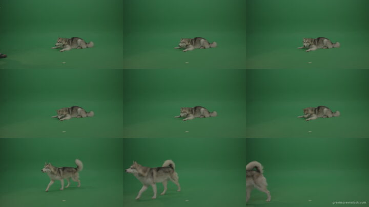 Grey_White_Huskie_Dog_Lying_On_The_Ground_Chewing_Coockie_Stands_Up_And_Walks_Away_Green_Screen_Wall_Background Green Screen Stock