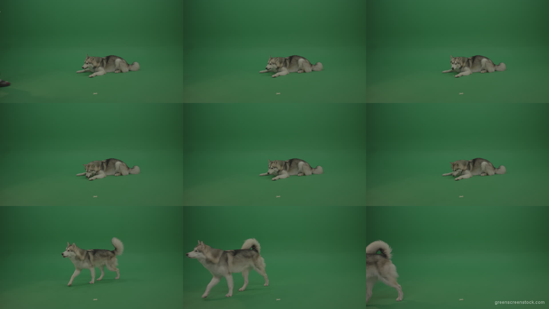 Grey_White_Huskie_Dog_Lying_On_The_Ground_Chewing_Coockie_Stands_Up_And_Walks_Away_Green_Screen_Wall_Background Green Screen Stock