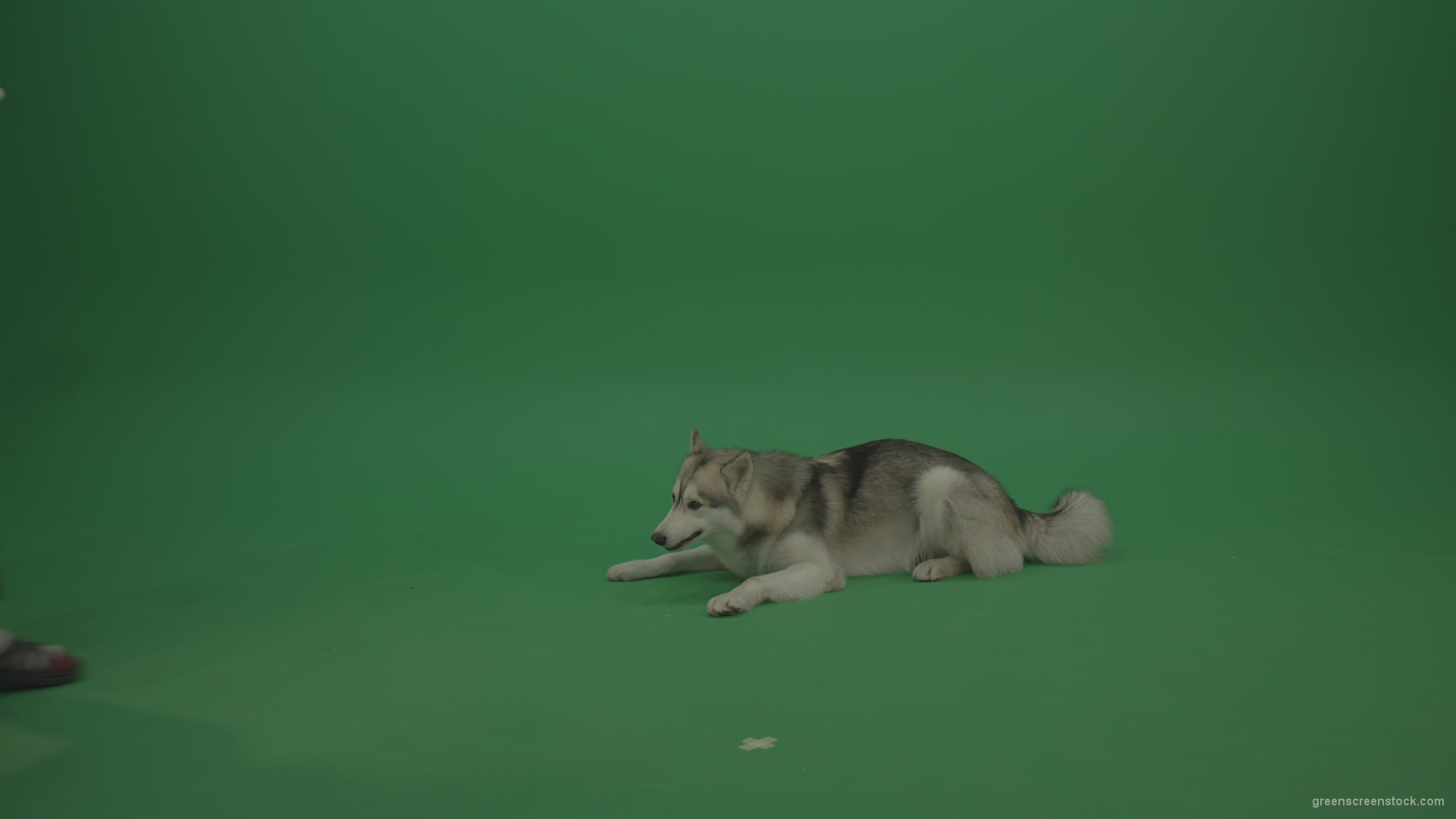 Grey_White_Huskie_Dog_Lying_On_The_Ground_Chewing_Coockie_Stands_Up_And_Walks_Away_Green_Screen_Wall_Background_001 Green Screen Stock