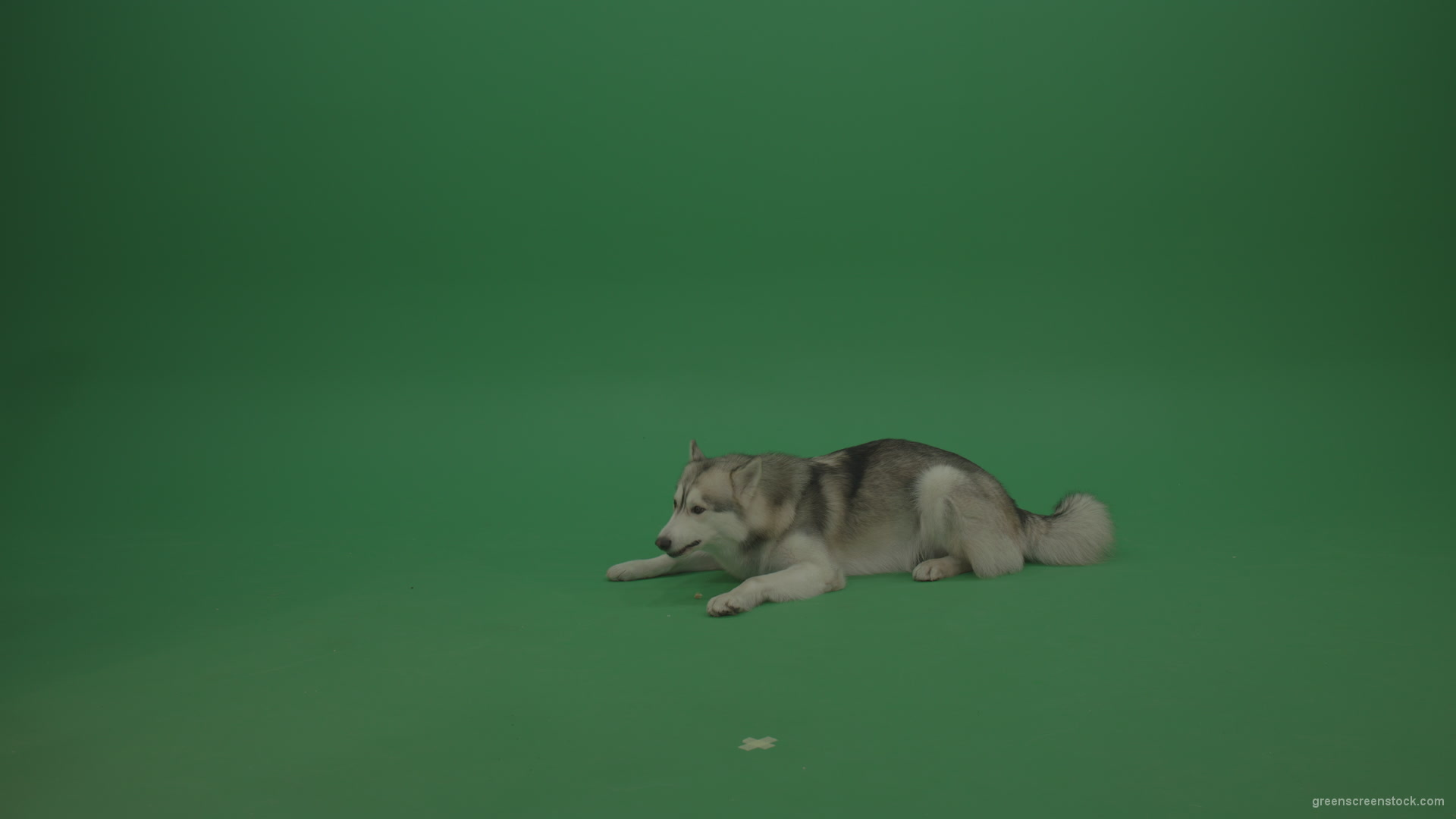 Grey_White_Huskie_Dog_Lying_On_The_Ground_Chewing_Coockie_Stands_Up_And_Walks_Away_Green_Screen_Wall_Background_002 Green Screen Stock
