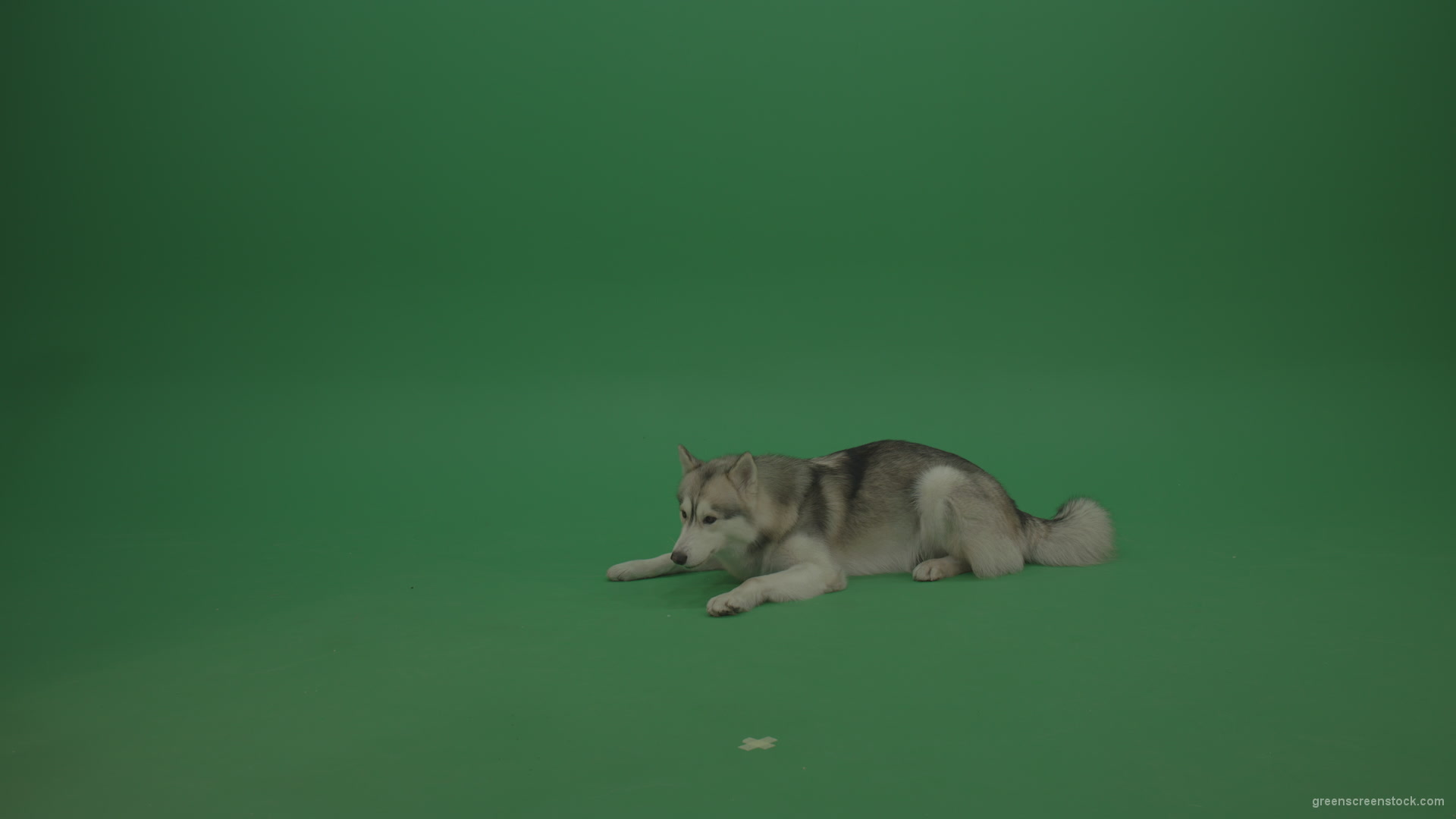 Grey_White_Huskie_Dog_Lying_On_The_Ground_Chewing_Coockie_Stands_Up_And_Walks_Away_Green_Screen_Wall_Background_005 Green Screen Stock