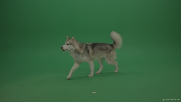 Grey_White_Huskie_Dog_Lying_On_The_Ground_Chewing_Coockie_Stands_Up_And_Walks_Away_Green_Screen_Wall_Background_007 Green Screen Stock