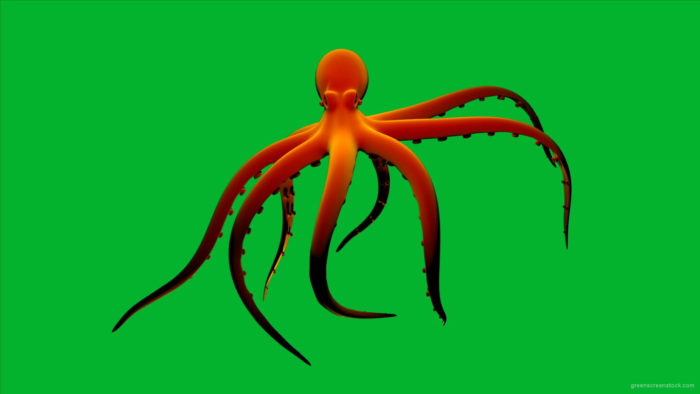 vj video background Orange-Octopus-Nektar-Digital-Footage_003