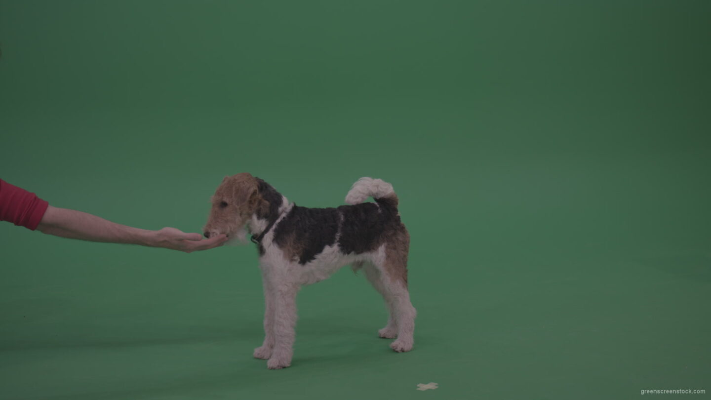 Wire-Fox-Terrier-Eats-From-Man-Thin-Arm-On-Green-Screen-Video_007 Green Screen Stock