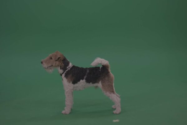 Wire-Fox-Terrier-Green-Screen-Video-Footage-4K