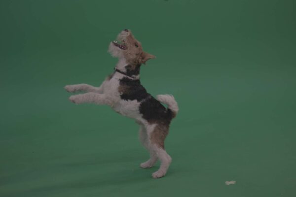 Wire-Fox-Terrier-Green-Screen-Video-Footage-4K
