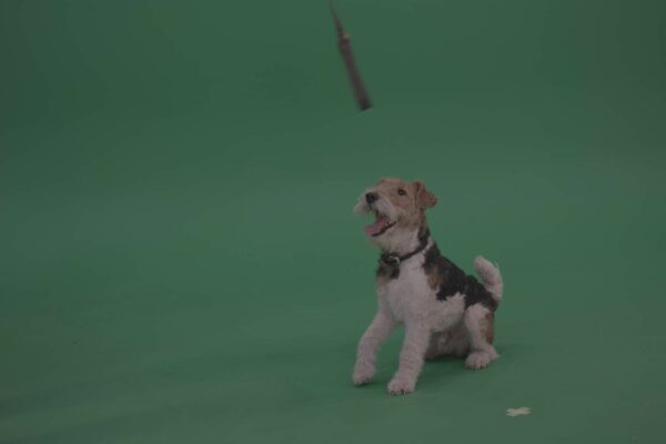 green screen dog video footage