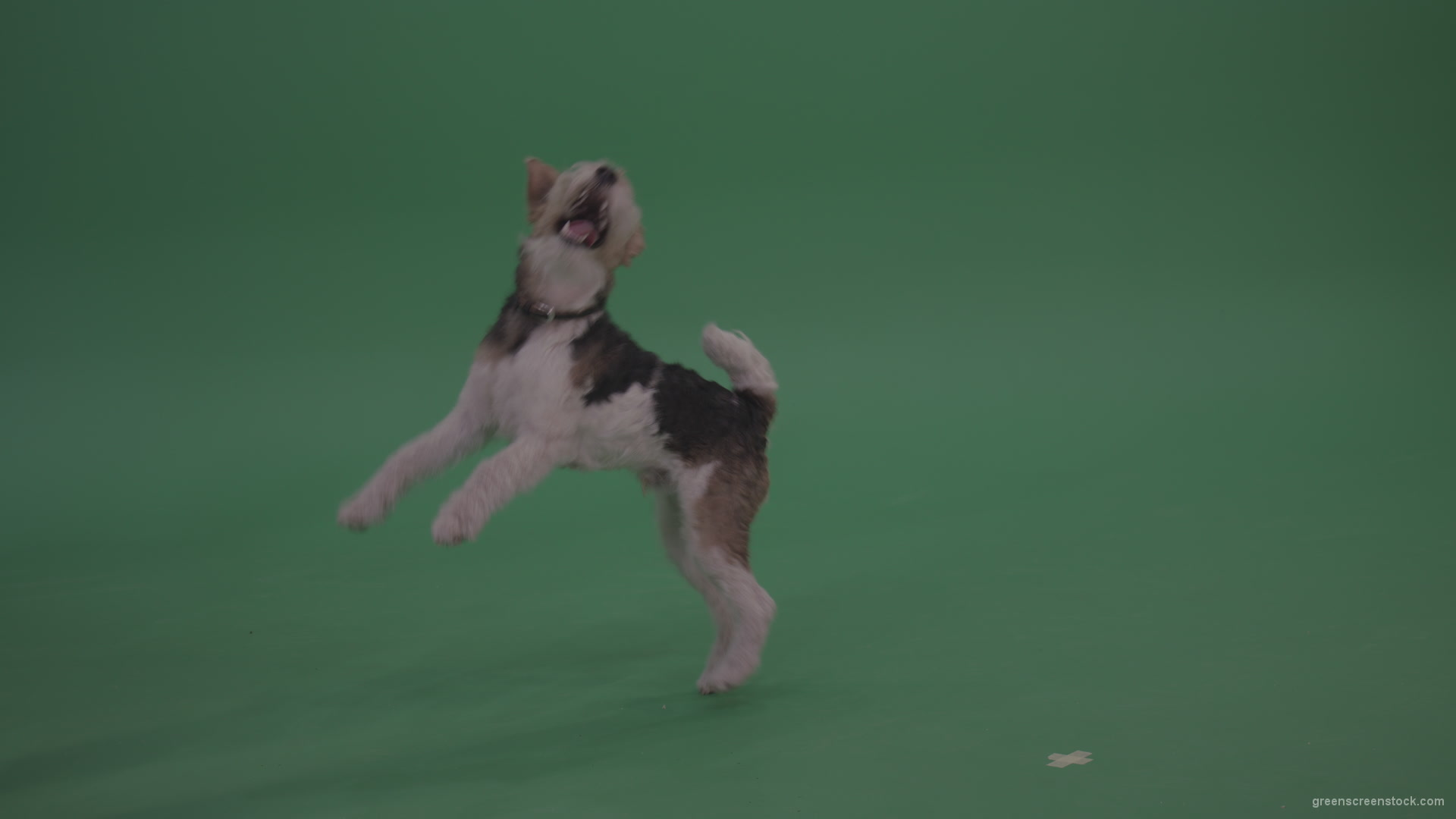 Wire-Fox-Terrier-Is-Running-And-Jumping-All-Around-Playing-Following-And-Trying-To-Catch-Leash-On-Green-Screen-Chroma-Key-Wall-Background_002 Green Screen Stock