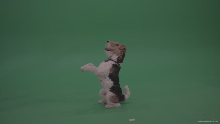 Wire-Fox-Terrier-Is-Serving-To-Get-Somethng-Tasty-From-His-Friend-Person-On-Green-Screen-Video_007 Green Screen Stock