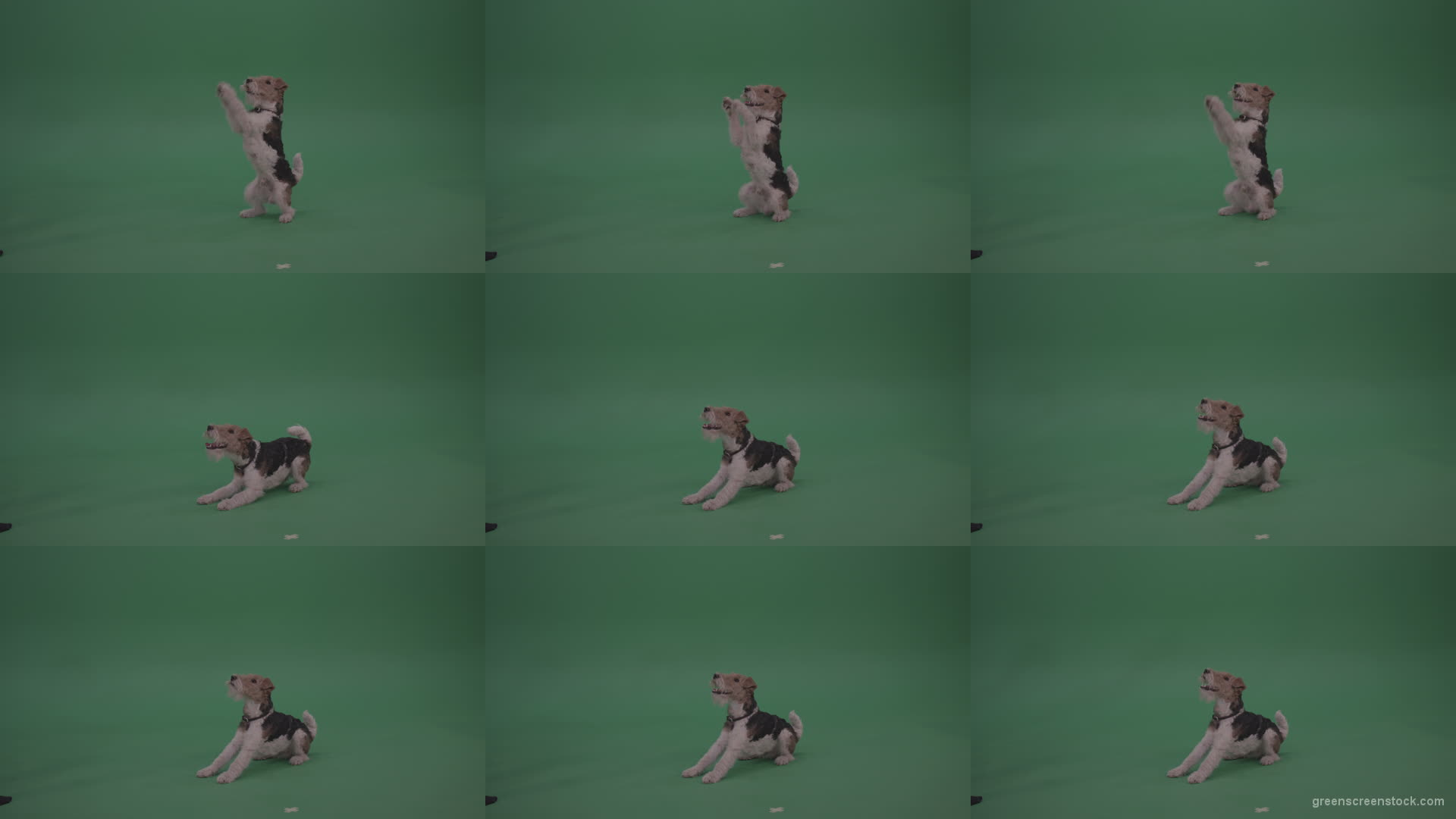 Wire-Fox-Terrier-Standing-On-Back-Feet-Ann-Serving-Then-Lies-Down-On-The-Ground-On-Green-Screen-Wall-Background Green Screen Stock