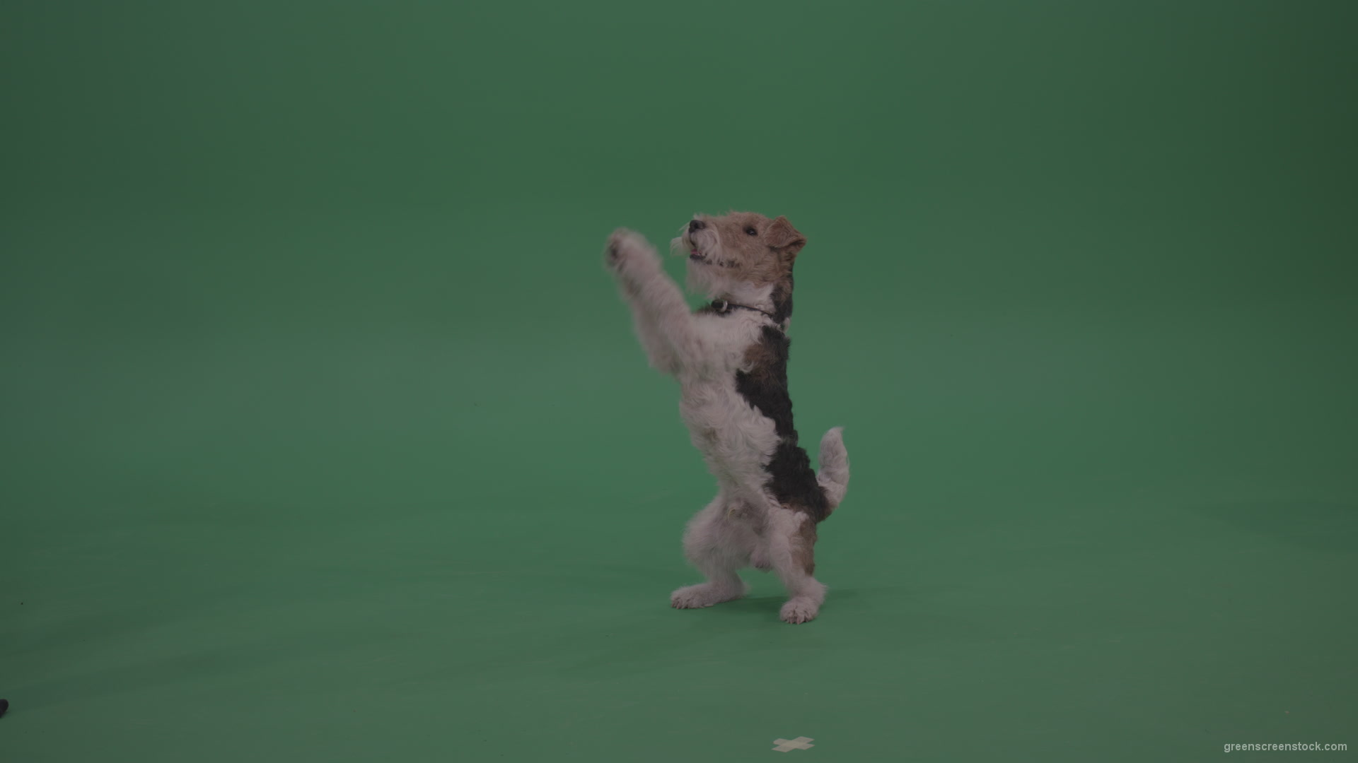 Wire-Fox-Terrier-Standing-On-Back-Feet-Ann-Serving-Then-Lies-Down-On-The-Ground-On-Green-Screen-Wall-Background_001 Green Screen Stock