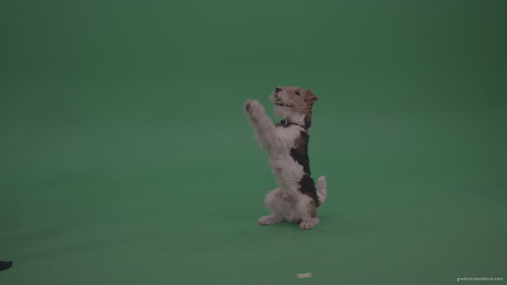 vj video background Wire-Fox-Terrier-Standing-On-Back-Feet-Ann-Serving-Then-Lies-Down-On-The-Ground-On-Green-Screen-Wall-Background_003