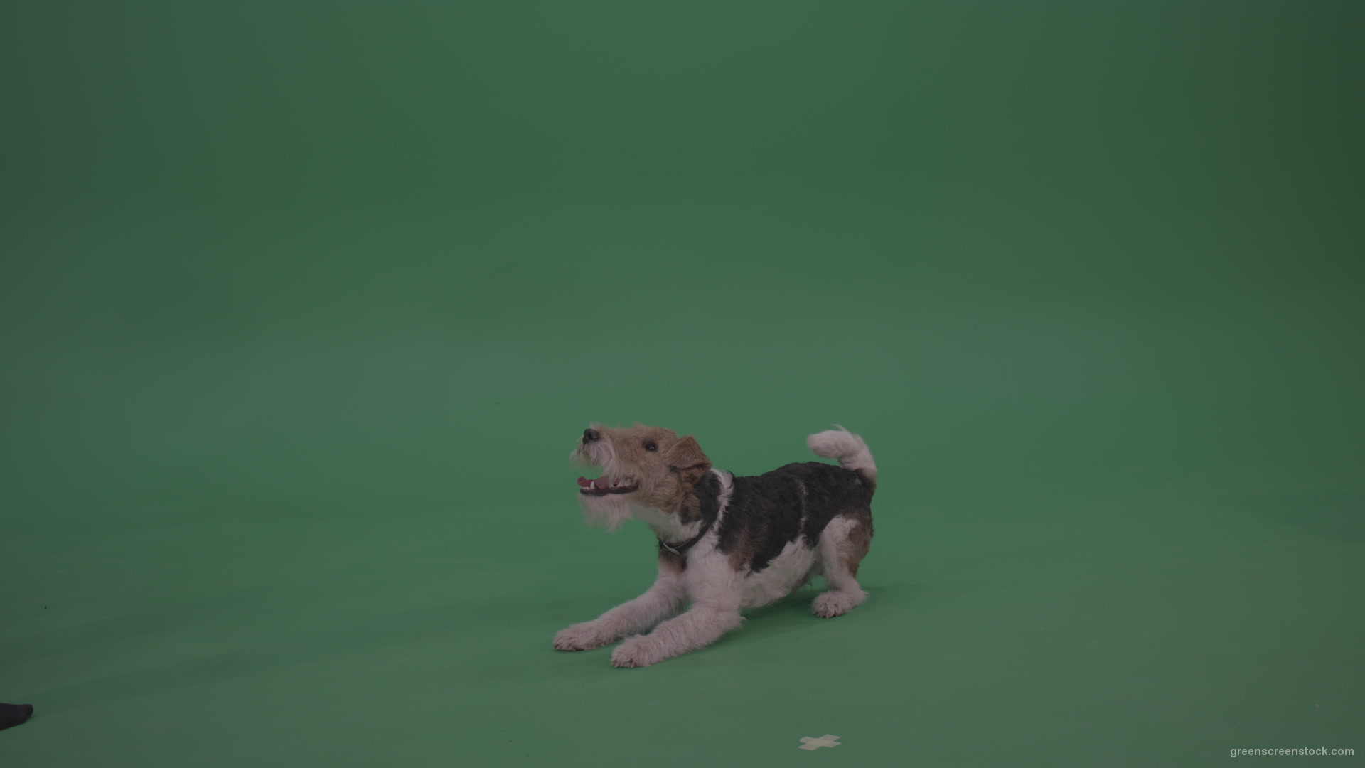 Wire-Fox-Terrier-Standing-On-Back-Feet-Ann-Serving-Then-Lies-Down-On-The-Ground-On-Green-Screen-Wall-Background_004 Green Screen Stock