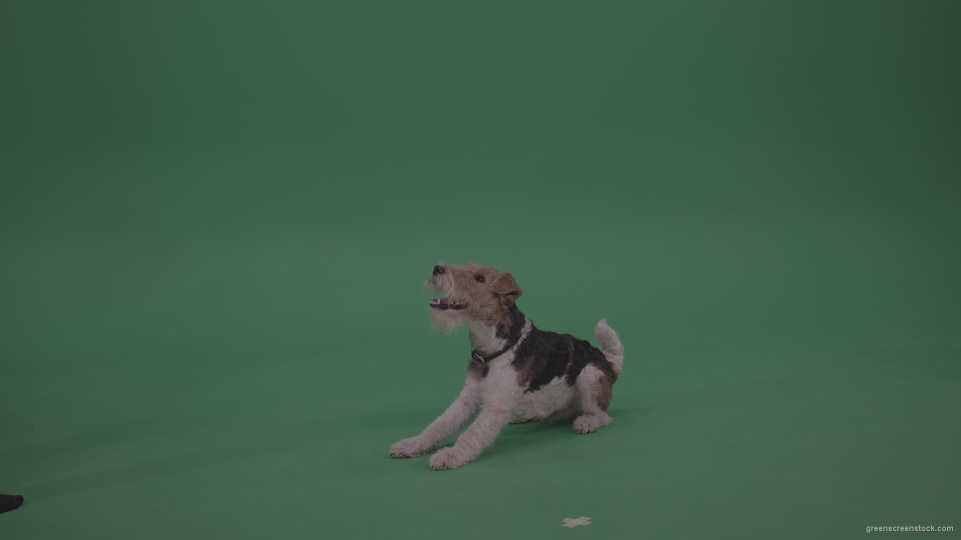 Wire-Fox-Terrier-Standing-On-Back-Feet-Ann-Serving-Then-Lies-Down-On-The-Ground-On-Green-Screen-Wall-Background_005 Green Screen Stock