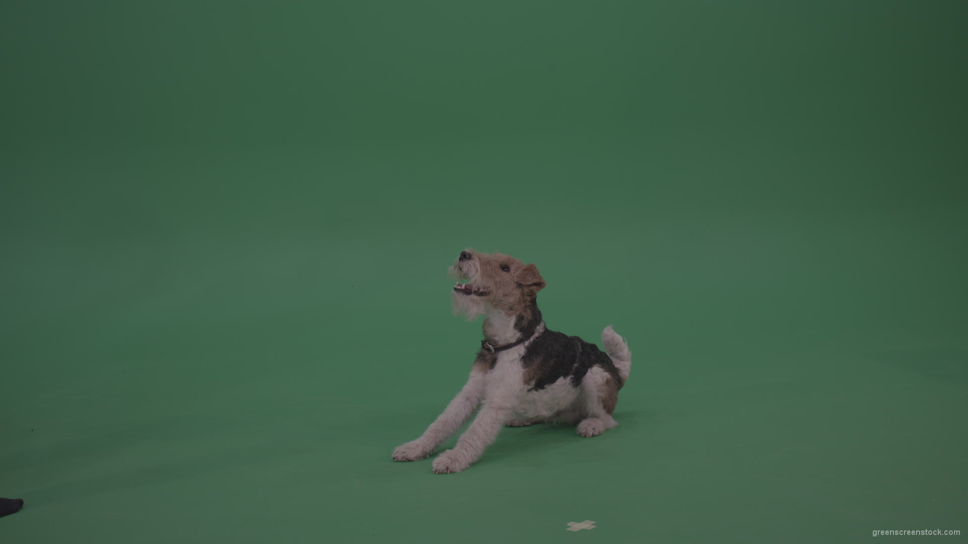 Wire-Fox-Terrier-Standing-On-Back-Feet-Ann-Serving-Then-Lies-Down-On-The-Ground-On-Green-Screen-Wall-Background_006 Green Screen Stock