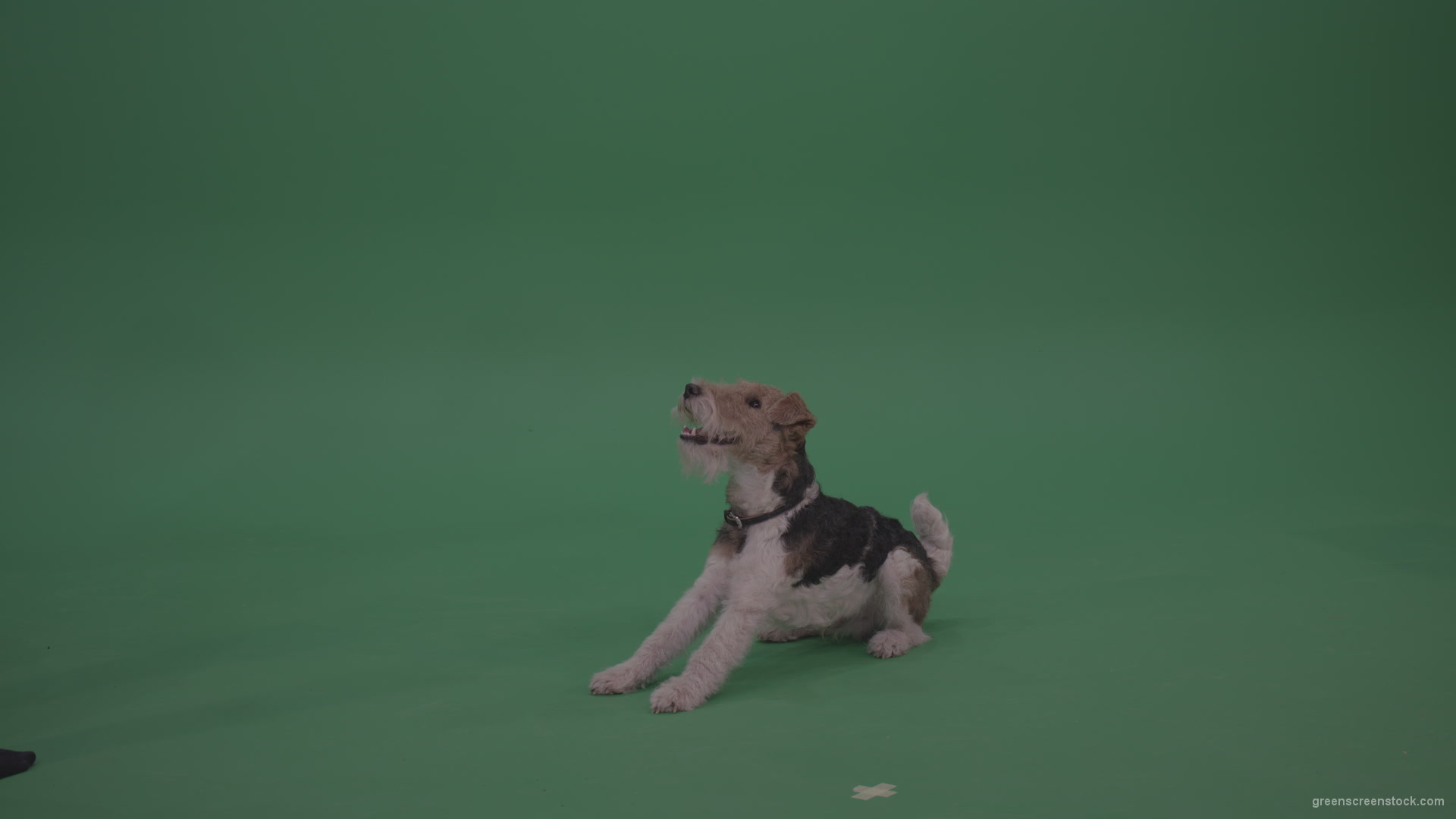 Wire-Fox-Terrier-Standing-On-Back-Feet-Ann-Serving-Then-Lies-Down-On-The-Ground-On-Green-Screen-Wall-Background_008 Green Screen Stock