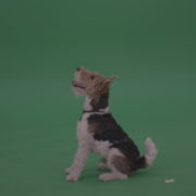 Wire-Fox-Terrier-Standing-On-Back-Feet-Barking-Serving-And-Jumnping-To-Get-Cookie-From-His-Owner-From-Green-Screen-Wall-Chroma-Key-Background_001 Green Screen Stock