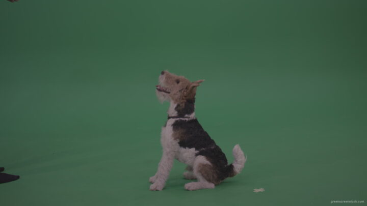 Wire-Fox-Terrier-Standing-On-Back-Feet-Barking-Serving-And-Jumnping-To-Get-Cookie-From-His-Owner-From-Green-Screen-Wall-Chroma-Key-Background_001 Green Screen Stock