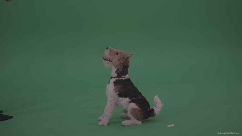 Wire-Fox-Terrier-Standing-On-Back-Feet-Barking-Serving-And-Jumnping-To-Get-Cookie-From-His-Owner-From-Green-Screen-Wall-Chroma-Key-Background_001 Green Screen Stock