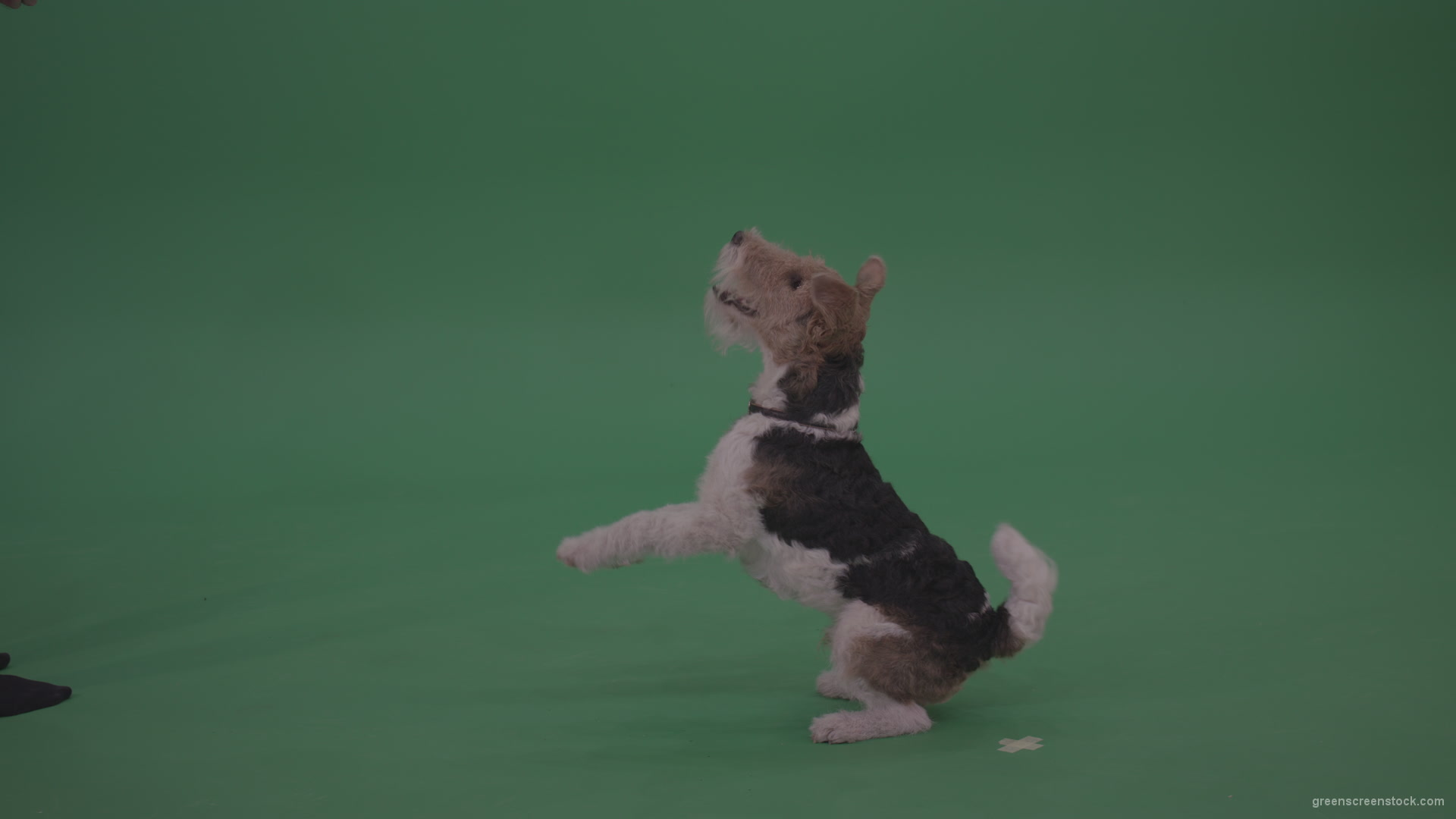 Wire-Fox-Terrier-Standing-On-Back-Feet-Barking-Serving-And-Jumnping-To-Get-Cookie-From-His-Owner-From-Green-Screen-Wall-Chroma-Key-Background_008 Green Screen Stock