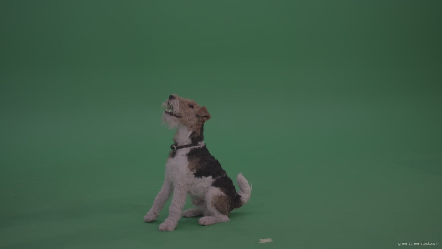 Wire-Fox-Terries-Sitting-Still-Then-Jumps-And-Catches-Cookie-From-Its-Master-On-Green-Screen-Wall-Background_007 Green Screen Stock