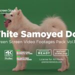 White-Samoyed-Dog-Screen Stock