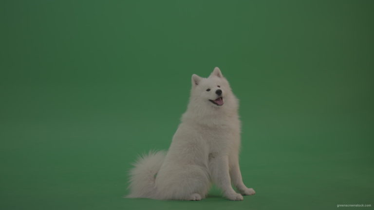 White-Samoyed-Dog-Green-Screen-Stock-11_006 Green Screen Stock