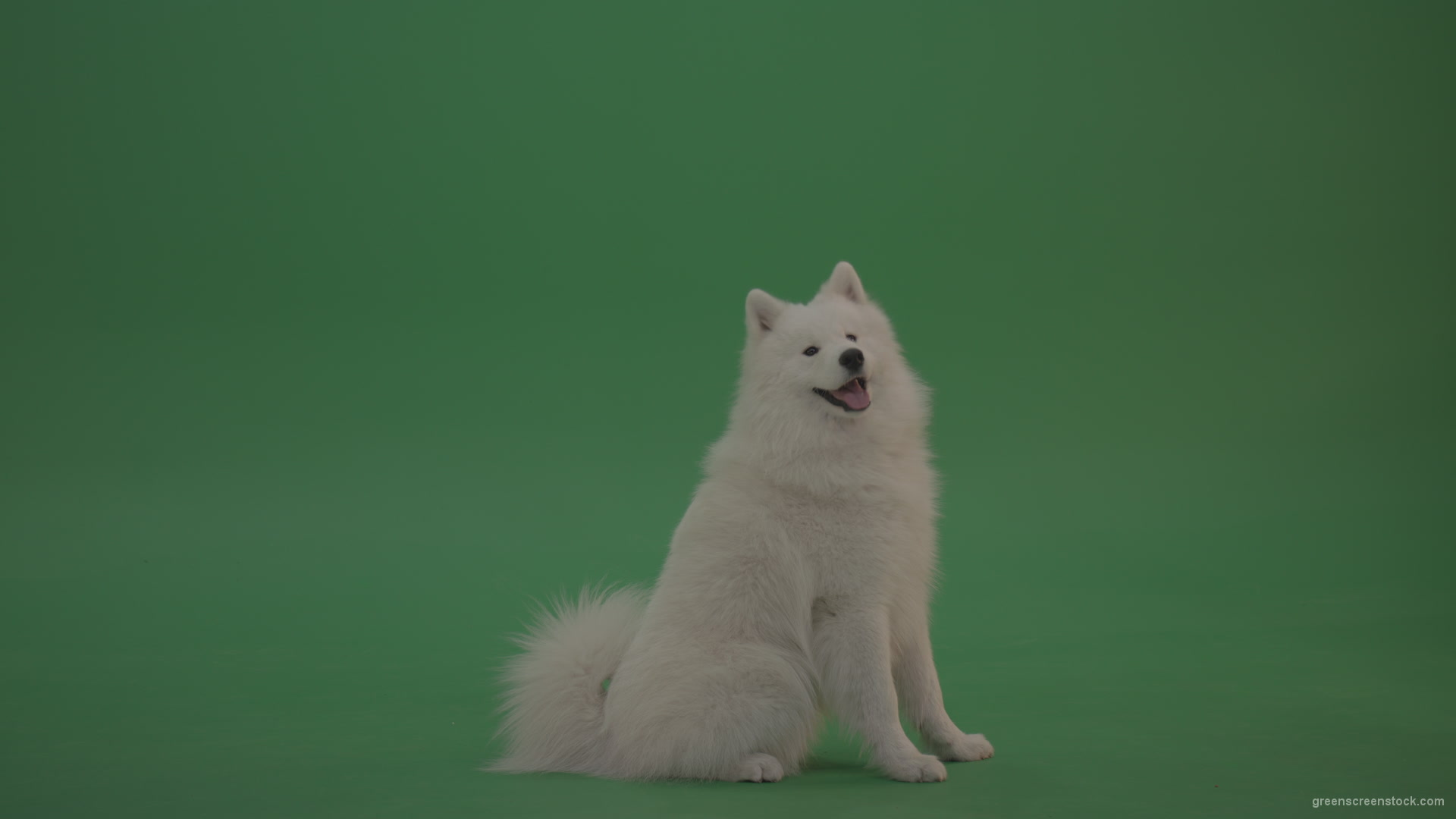 White-Samoyed-Dog-Green-Screen-Stock-11_006 Green Screen Stock