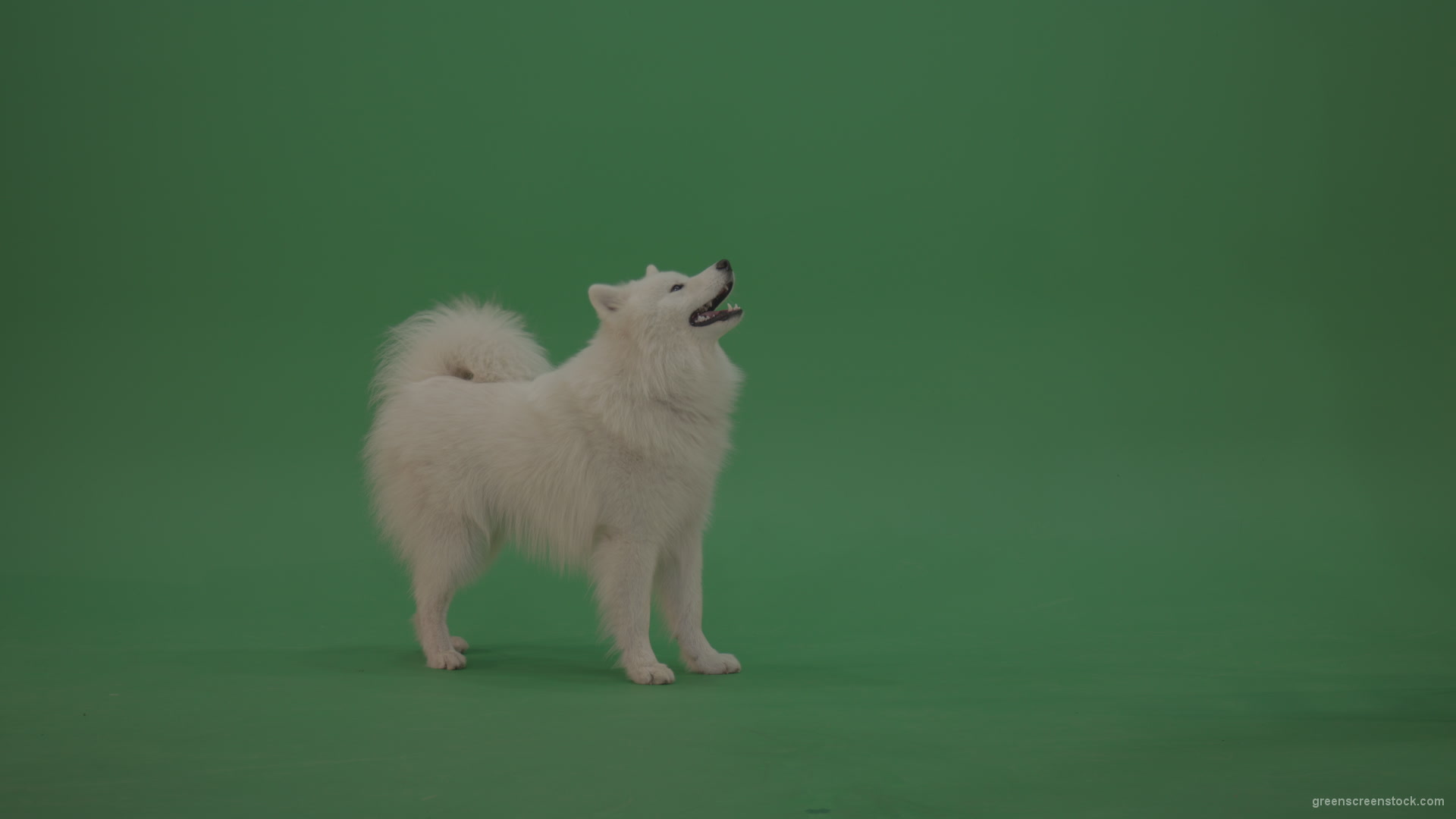 vj video background White-Samoyed-Dog-Green-Screen-Stock-12_003