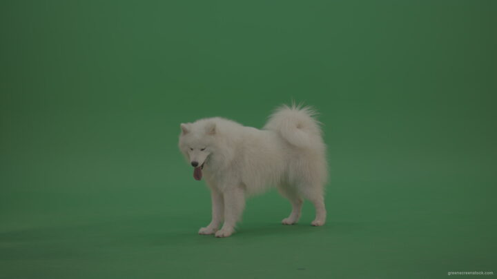 White-Samoyed-Dog-Green-Screen-Stock-1_007 Green Screen Stock