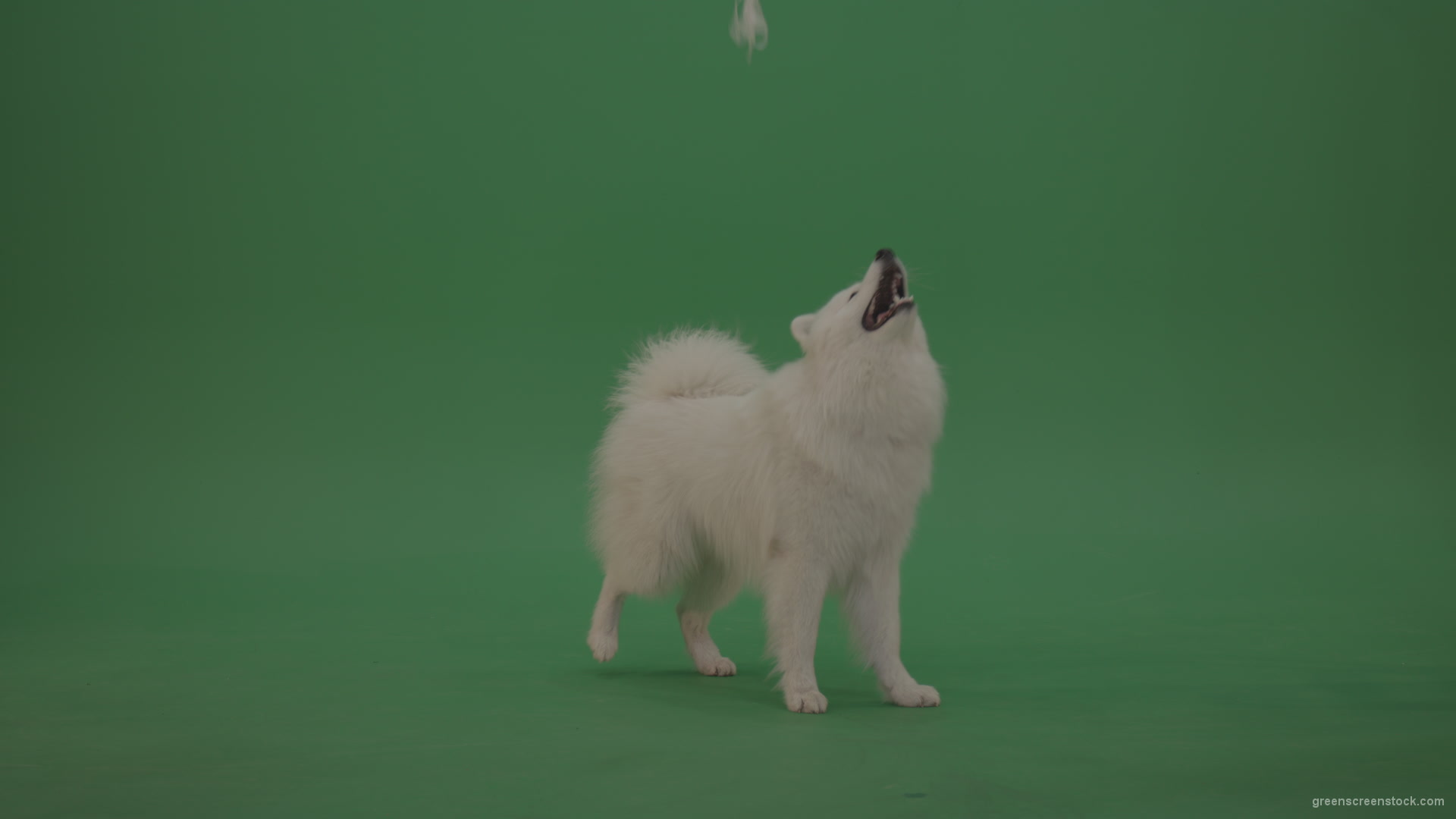 vj video background White-Samoyed-Dog-Green-Screen-Stock-2_003