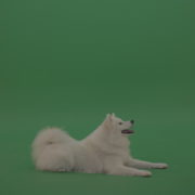 White-Samoyed-Dog-Green-Screen-Stock-5_001 Green Screen Stock