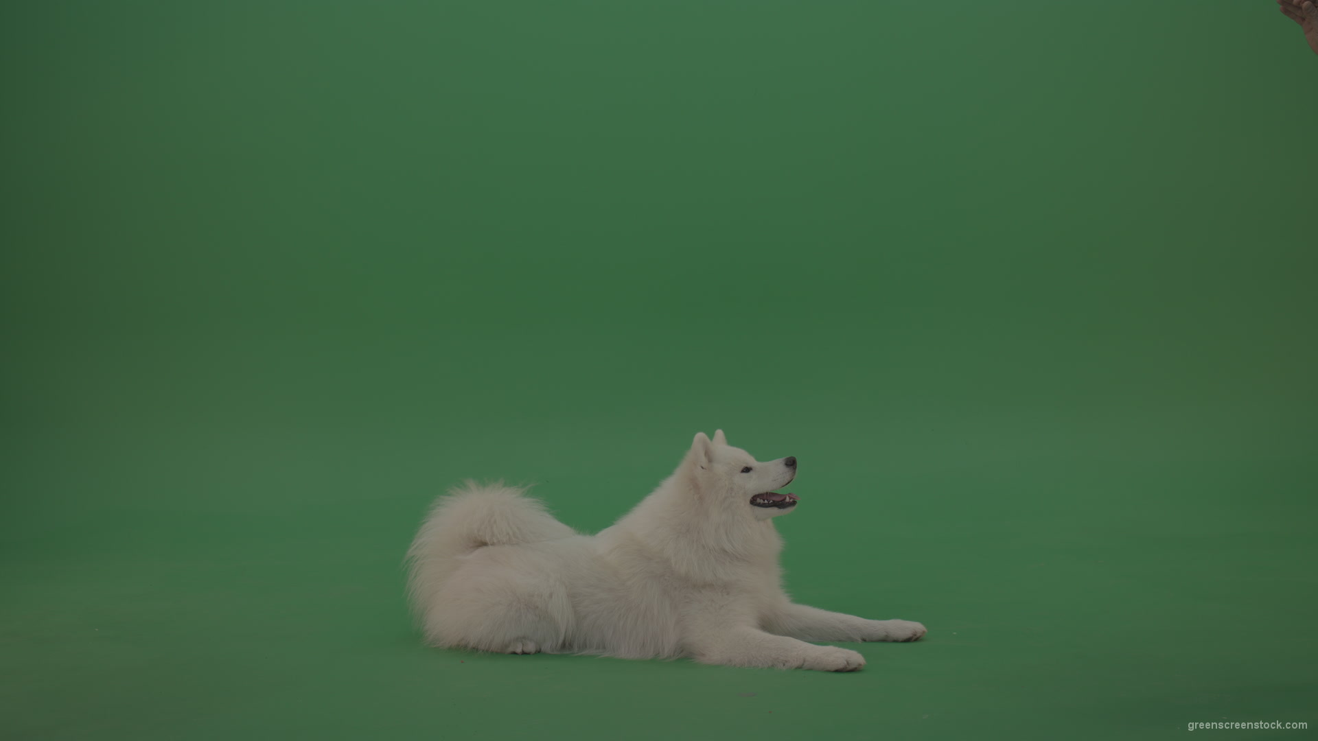 White-Samoyed-Dog-Green-Screen-Stock-5_001 Green Screen Stock