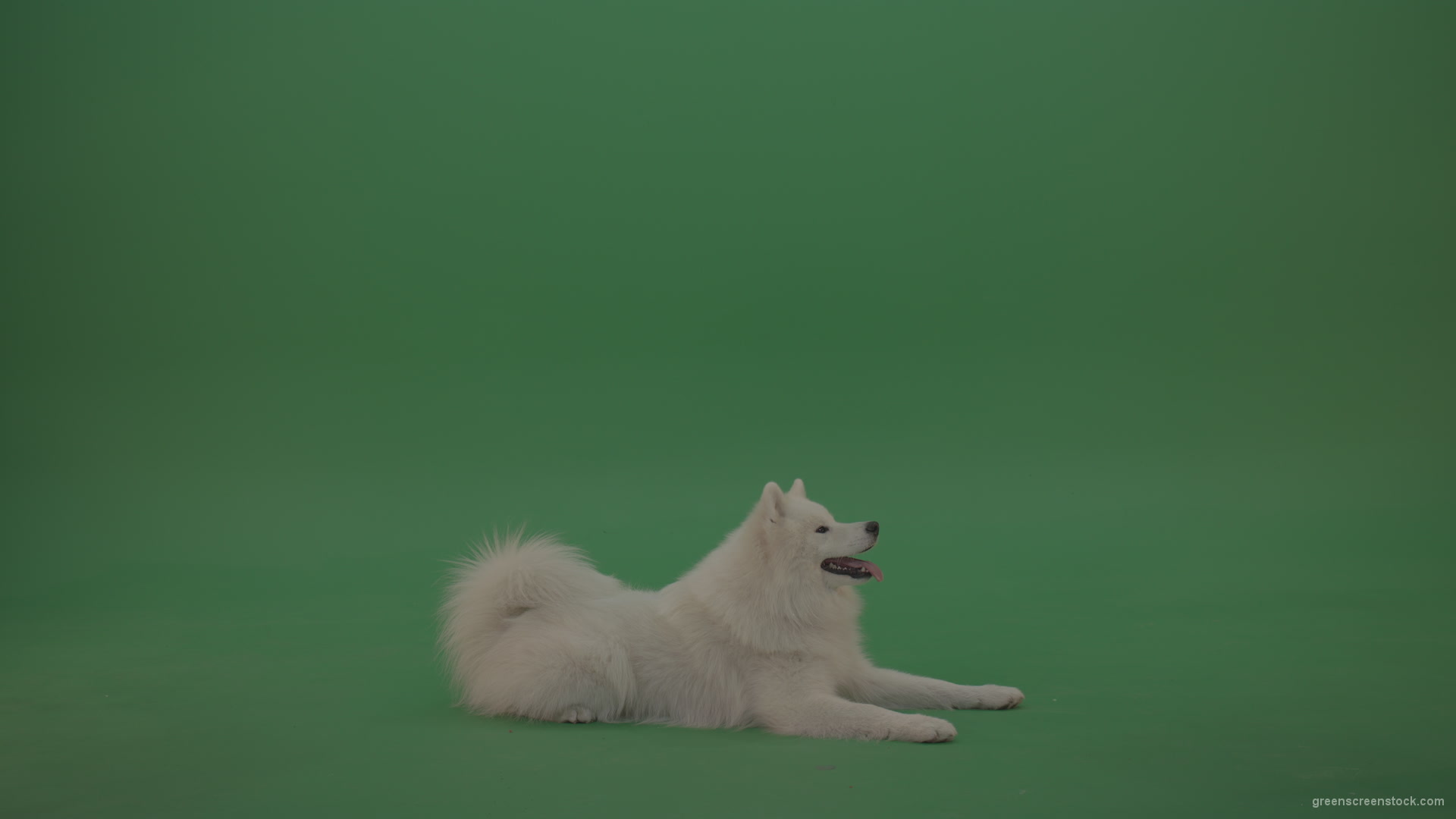 White-Samoyed-Dog-Green-Screen-Stock-5_004 Green Screen Stock