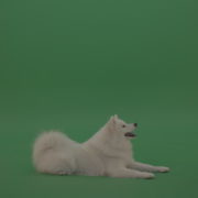 White-Samoyed-Dog-Green-Screen-Stock-5_007 Green Screen Stock