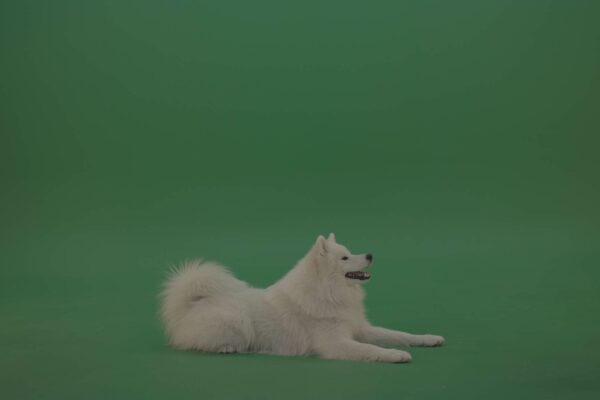 Samoyed Dog Breed on green screen video footage