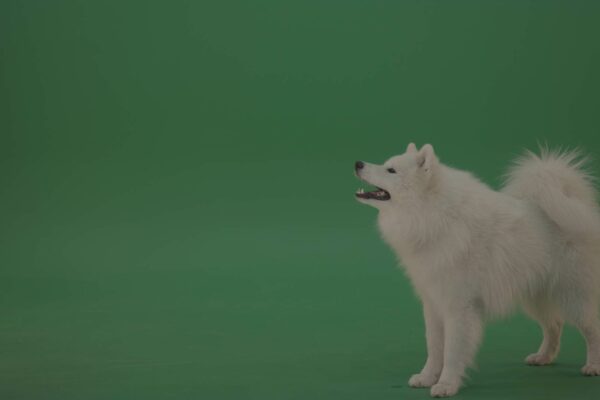 Samoyed Dog Breed on green screen video footage