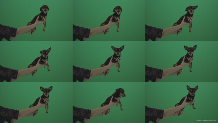 Black-funny-Chihuahua-small-dog-in-female-hands-on-green-screen Green Screen Stock