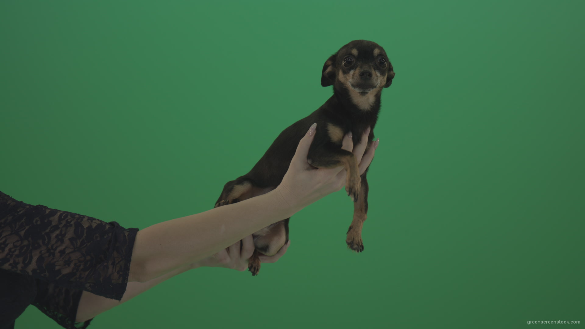 Black-funny-Chihuahua-small-dog-in-female-hands-on-green-screen_001 Green Screen Stock
