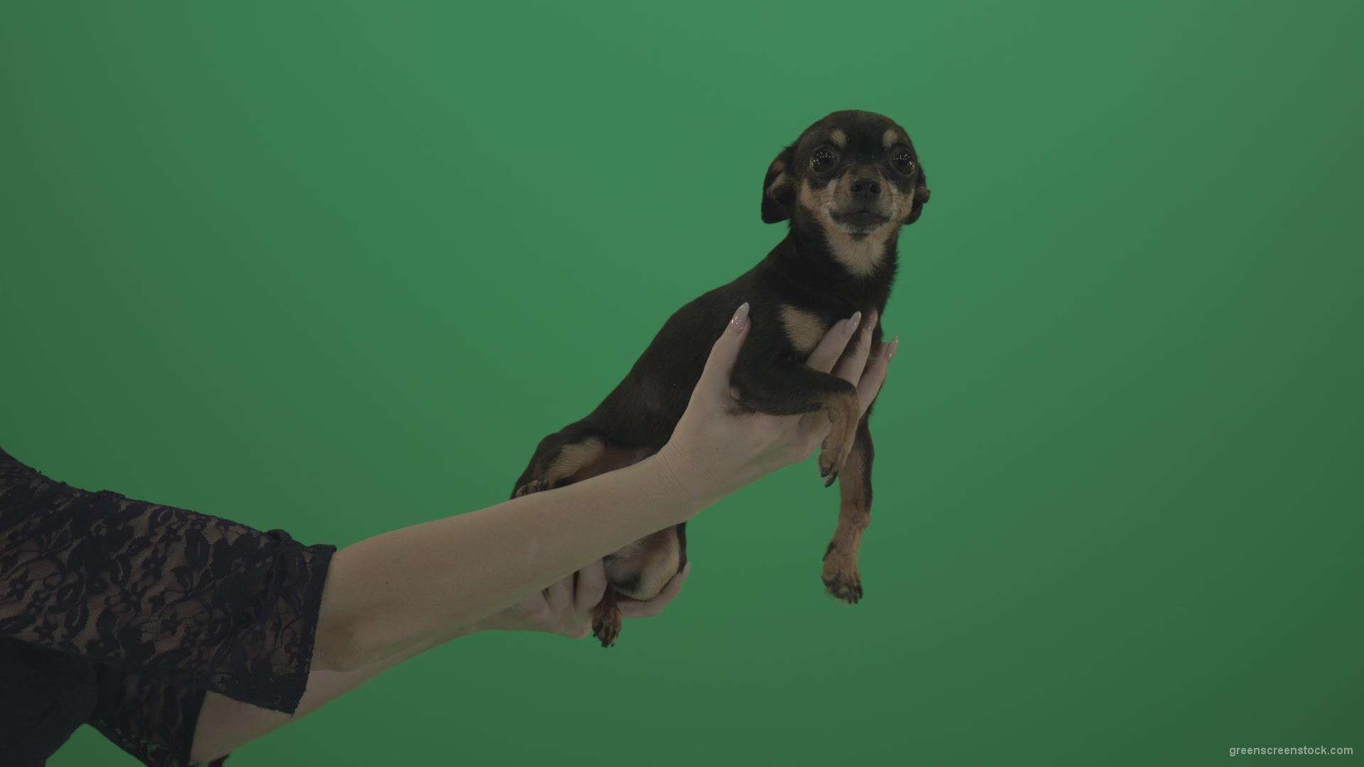 Black-funny-Chihuahua-small-dog-in-female-hands-on-green-screen_002 Green Screen Stock