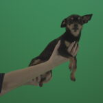 vj video background Black-funny-Chihuahua-small-dog-in-female-hands-on-green-screen_003