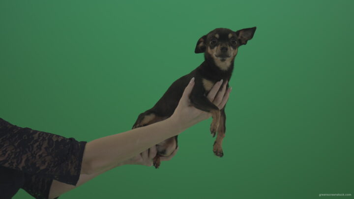 vj video background Black-funny-Chihuahua-small-dog-in-female-hands-on-green-screen_003