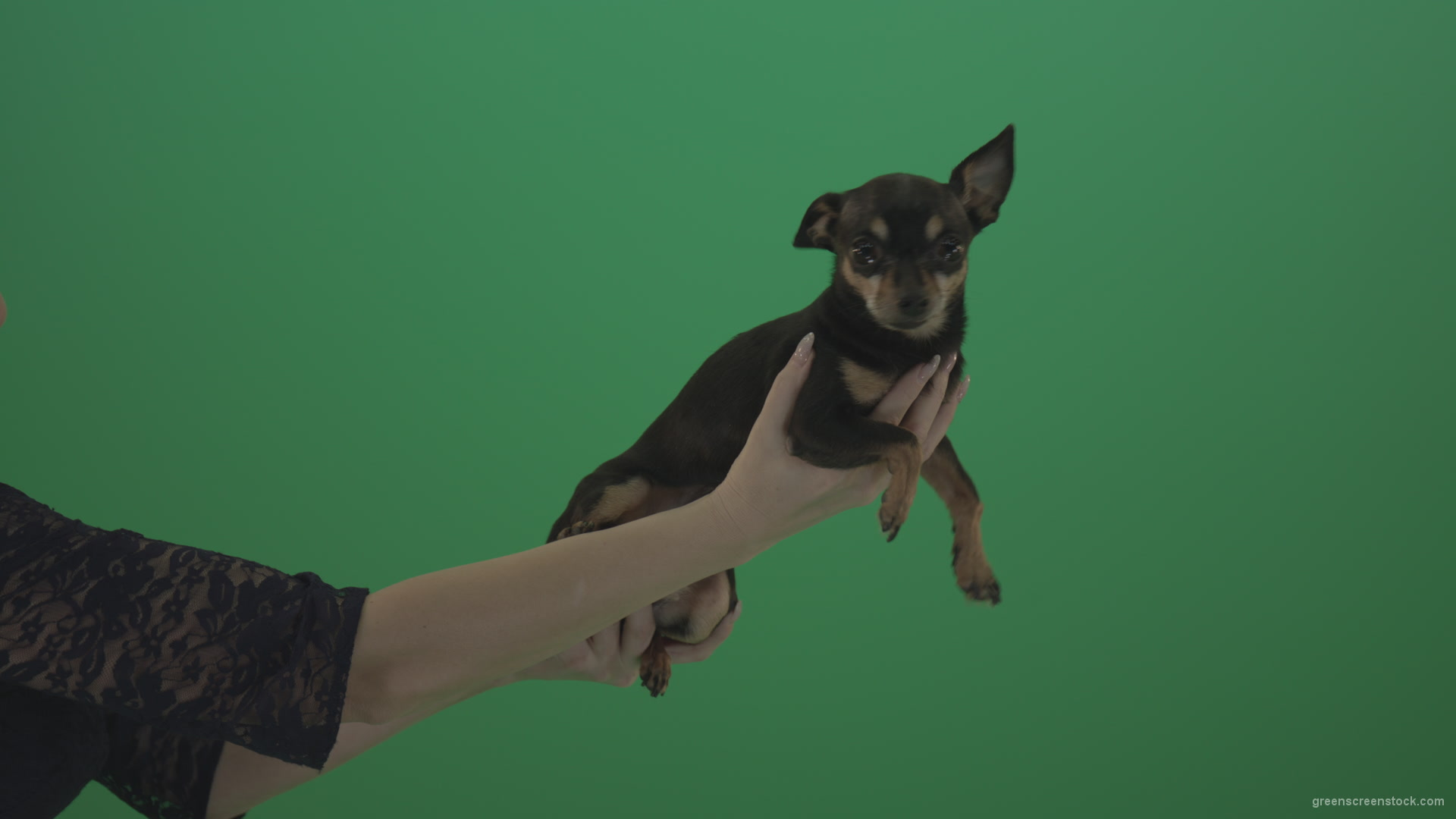 Black-funny-Chihuahua-small-dog-in-female-hands-on-green-screen_004 Green Screen Stock