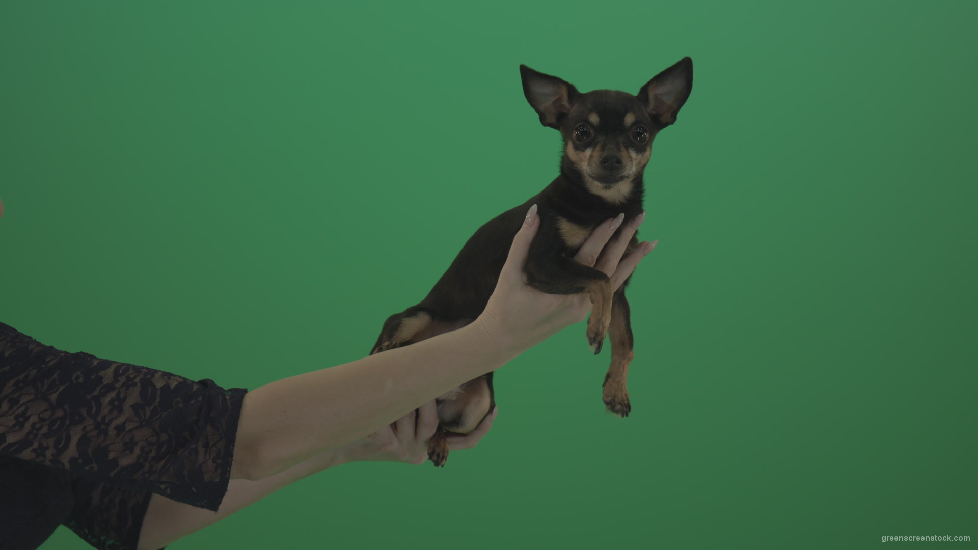 Black-funny-Chihuahua-small-dog-in-female-hands-on-green-screen_005 Green Screen Stock