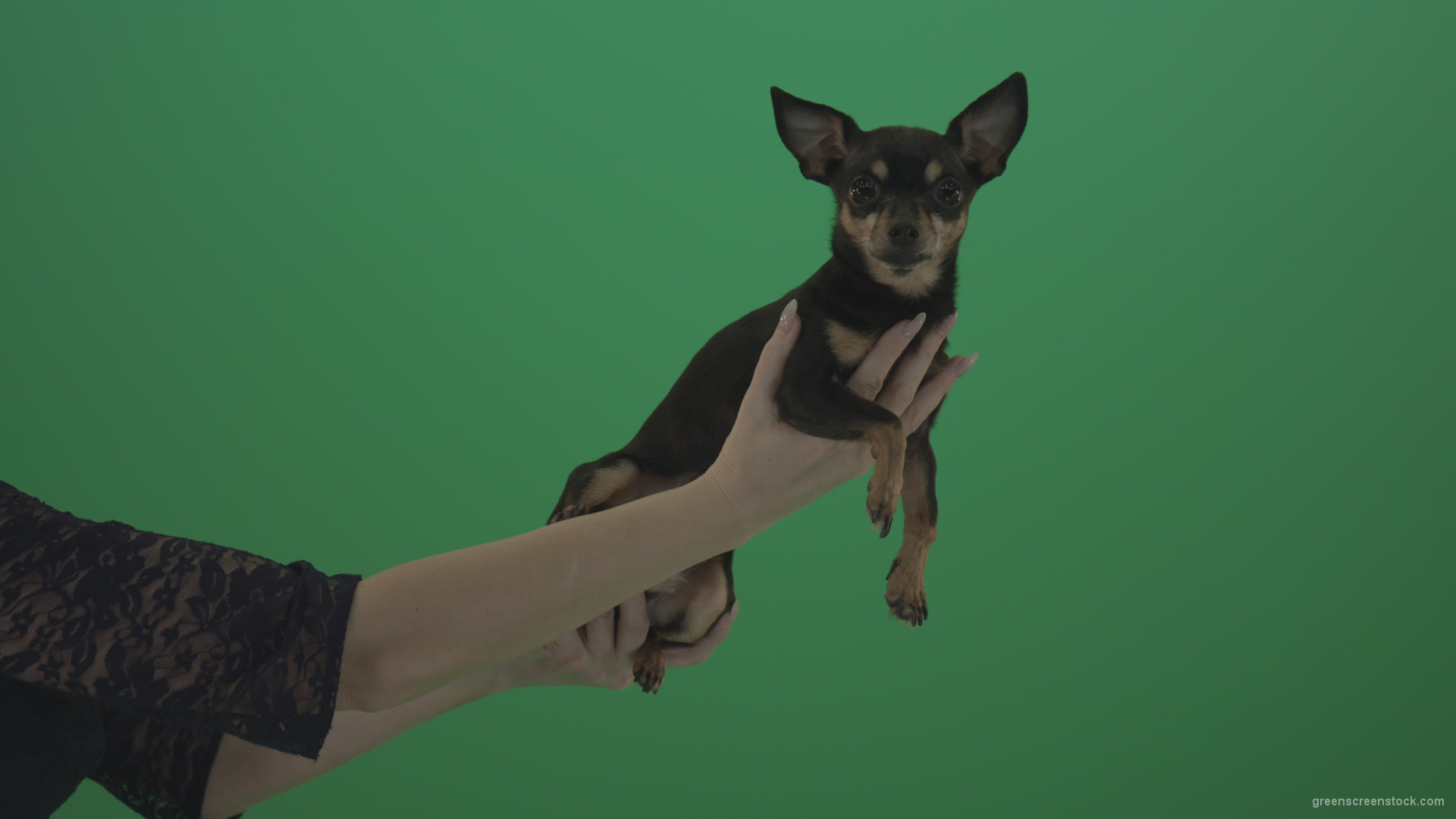 Black-funny-Chihuahua-small-dog-in-female-hands-on-green-screen_006 Green Screen Stock