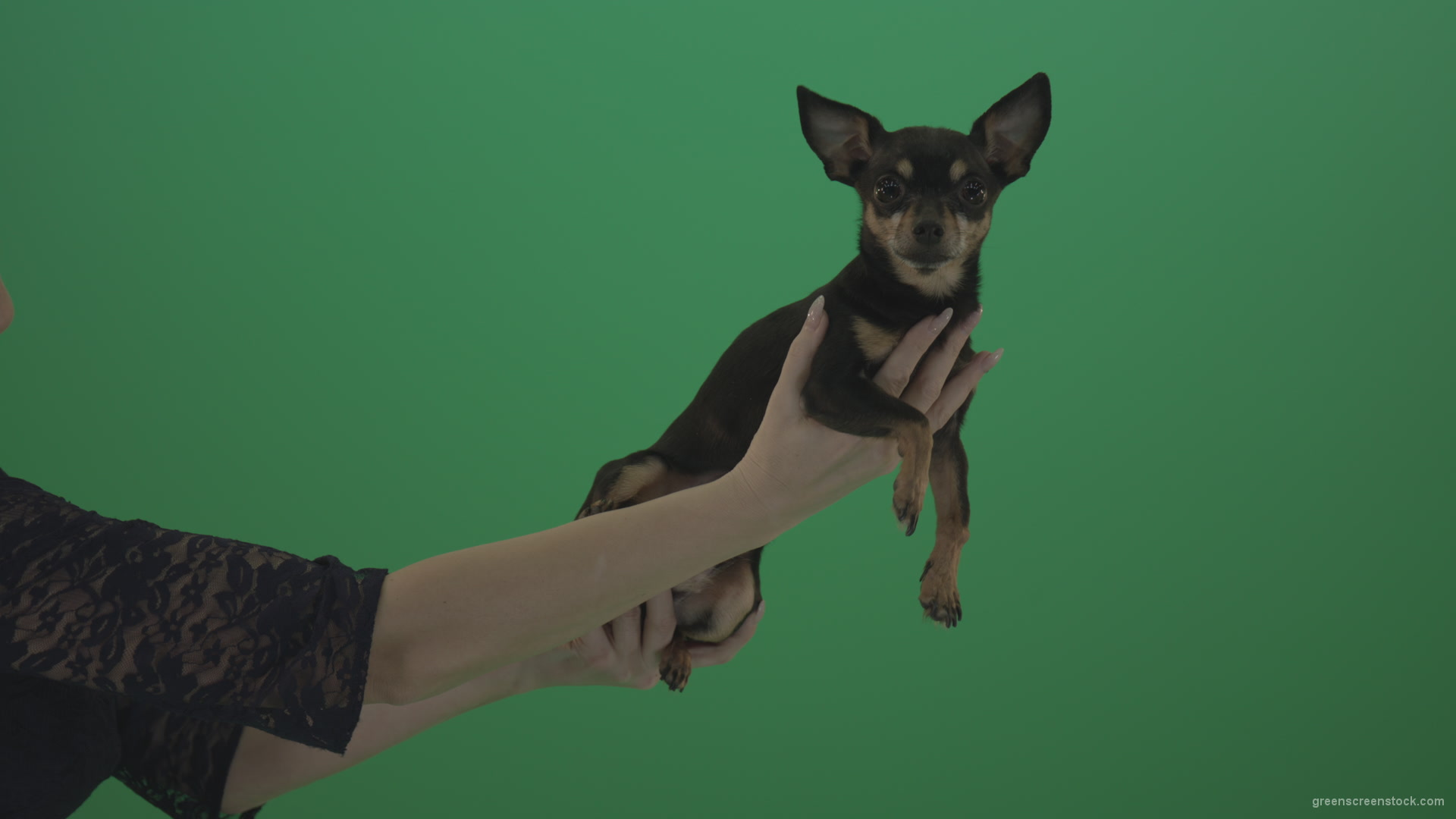 Black-funny-Chihuahua-small-dog-in-female-hands-on-green-screen_007 Green Screen Stock