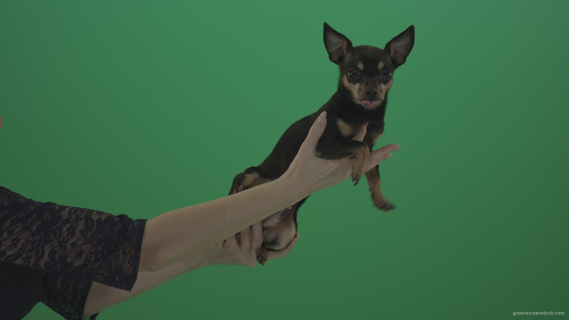 Black-funny-Chihuahua-small-dog-in-female-hands-on-green-screen_009 Green Screen Stock