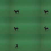 Chihuahua-small-puppy-dog-barking-in-green-screen-studio Green Screen Stock