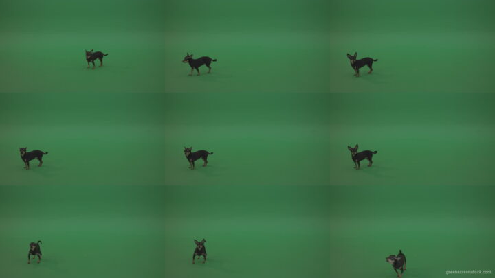 Chihuahua-small-puppy-dog-barking-in-green-screen-studio Green Screen Stock