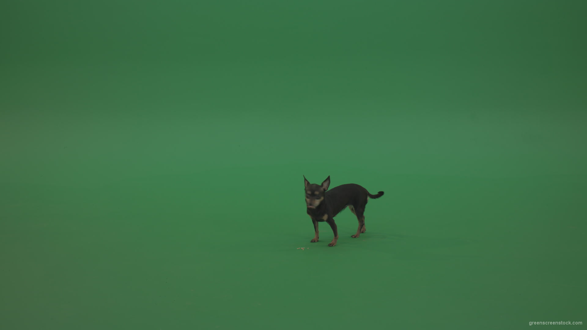 Chihuahua-small-puppy-dog-barking-in-green-screen-studio_001 Green Screen Stock